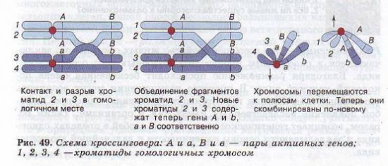 Хромосомы в мейозе Конъюгация гомологичных хромосом
