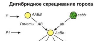 Законы менделя 2 закон менделя формулировка кратко