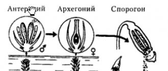 Отдел мохообразные Что такое мох